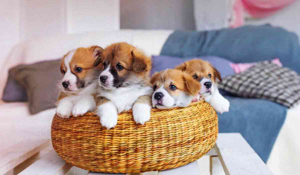 【秒开】极速的ddos攻击器安卓ios下载