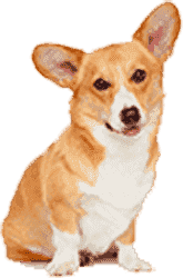 【下载地址分享】高速稳定的ddos攻击器安卓ios下载