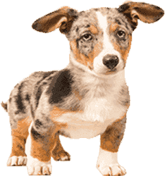 安卓ddos攻击工具